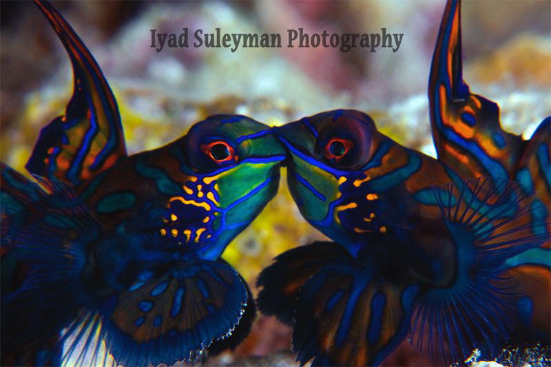 Mandarinfishes
Behavior shot by Iyad Suleyman 