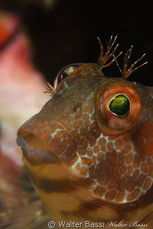 green eye by Walter Bassi 