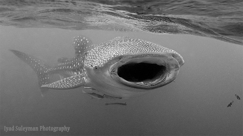 Whale shark in B&W by Iyad Suleyman 