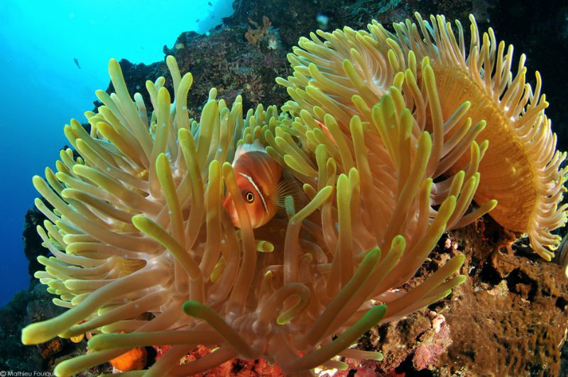 Hiding Nemo by Mathieu Foulquié 
