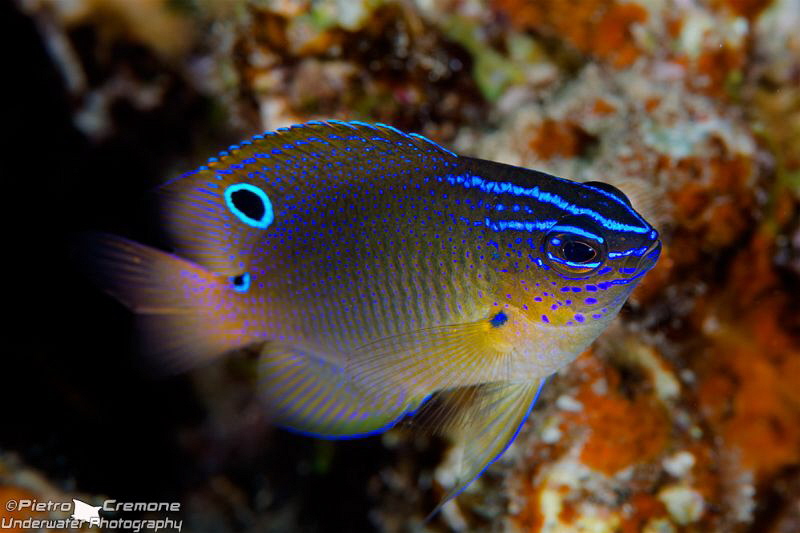 Damselfish by Pietro Cremone 