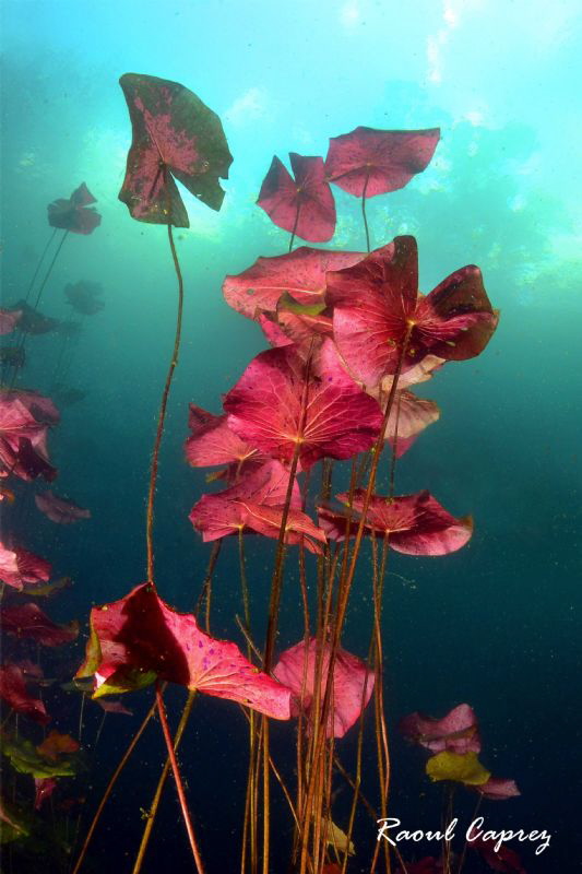 Freshwater colours by Raoul Caprez 