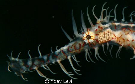 ghost pipe fish portrait by Yoav Lavi 