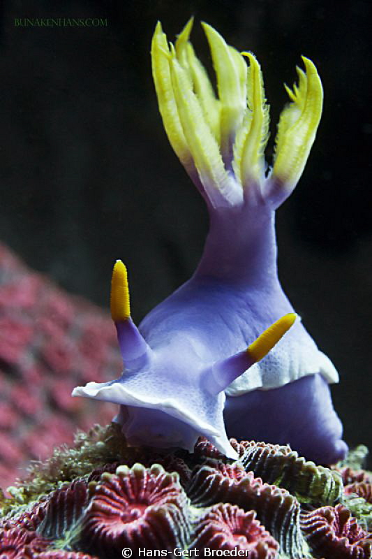 Chromodoris bullocki
Bunaken Island, Sulawesi,Indonesia,... by Hans-Gert Broeder 