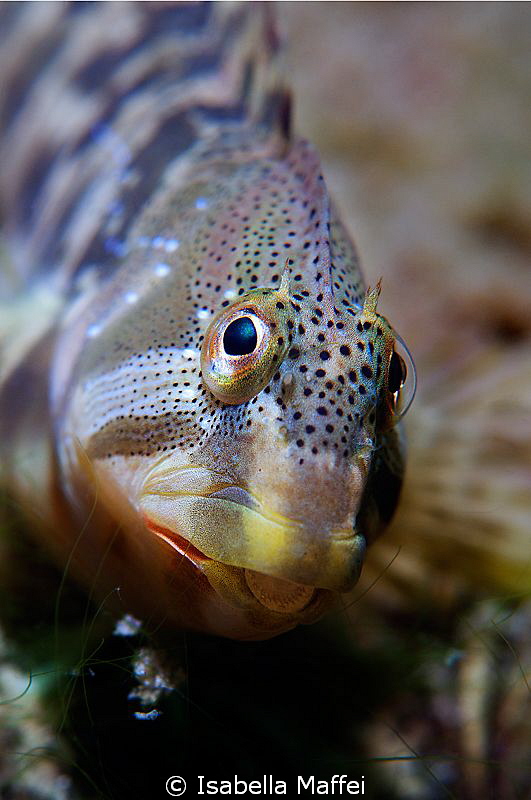 "SCOOBY"
fresh water blenny by Isabella Maffei 