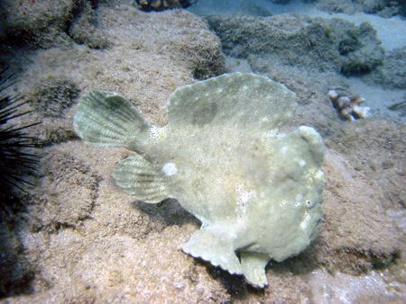 Frogfish cruising the coral. Maui, Hawaii. by Lisa Lappe 