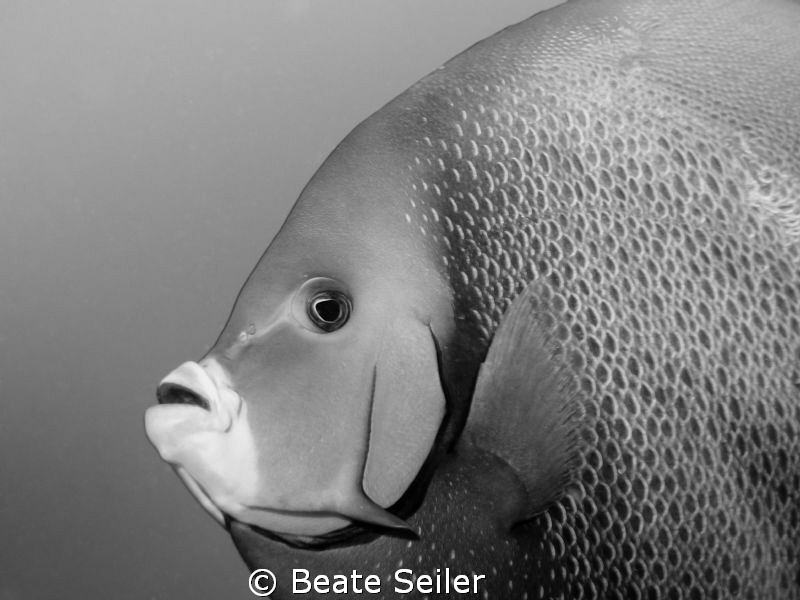 Angelfish in B/W by Beate Seiler 