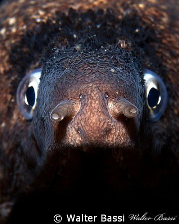 murena,the eyes by Walter Bassi 
