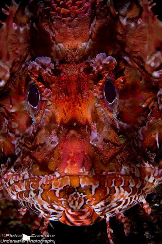 A red scorpaena with dramatic lighting by Pietro Cremone 
