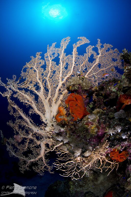 Big Gorgonian by Pietro Cremone 