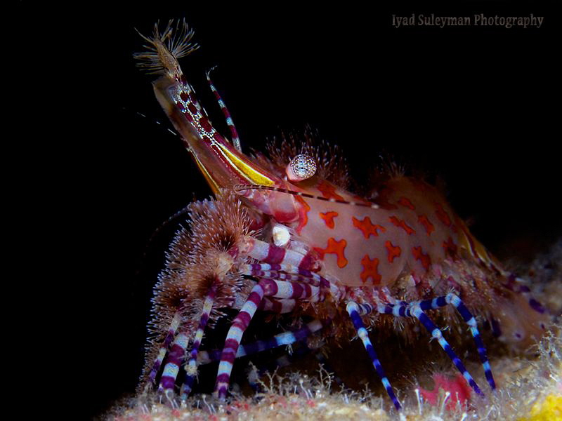 Marble Shrimp by Iyad Suleyman 
