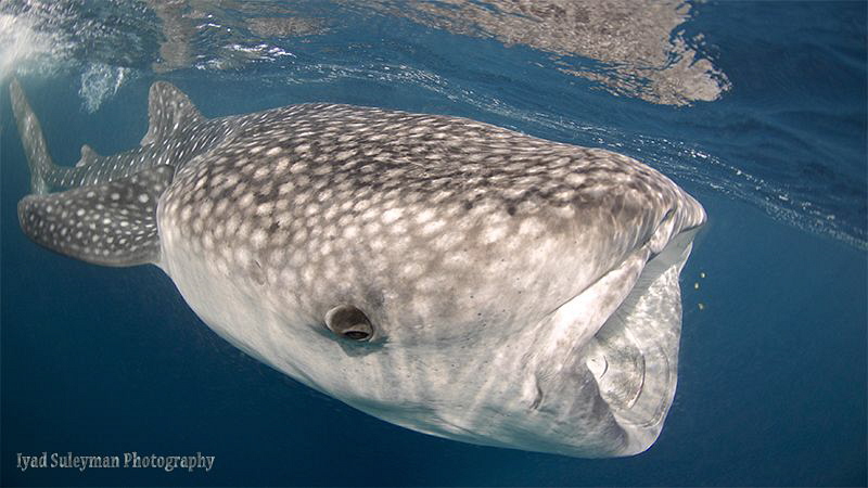 Whale shark
Feeding time by Iyad Suleyman 