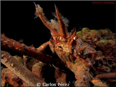 Decorator Crab Potrait II by Carlos Pérez 