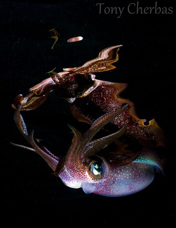 Night Spirit: Squid + Reflection by Tony Cherbas 