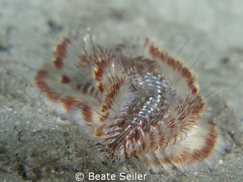 Fireworm by Beate Seiler 