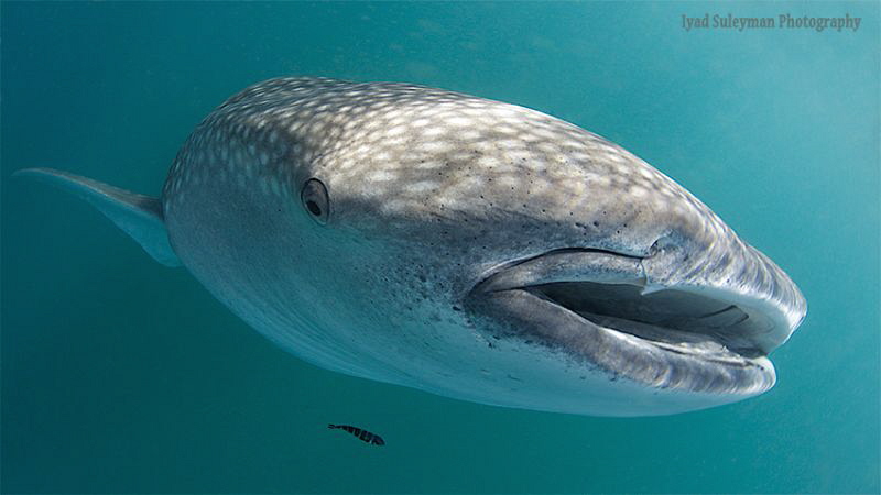 Whale shark Portrait by Iyad Suleyman 