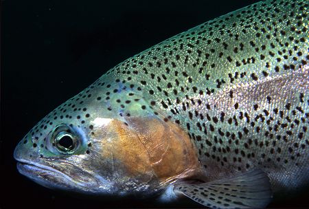 Trout portrait.
Capernwray, Lancashire.
F90X, 60mm. by Mark Thomas 