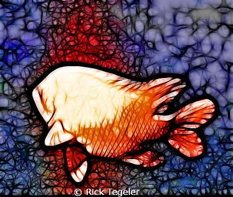 Garibaldi - Catalina Island by Rick Tegeler 