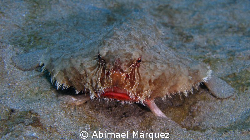 Batfish by Abimael Márquez 
