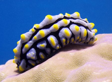 Not to sure what this little critter is, maybe a Limpet? ... by Joshua Miles 
