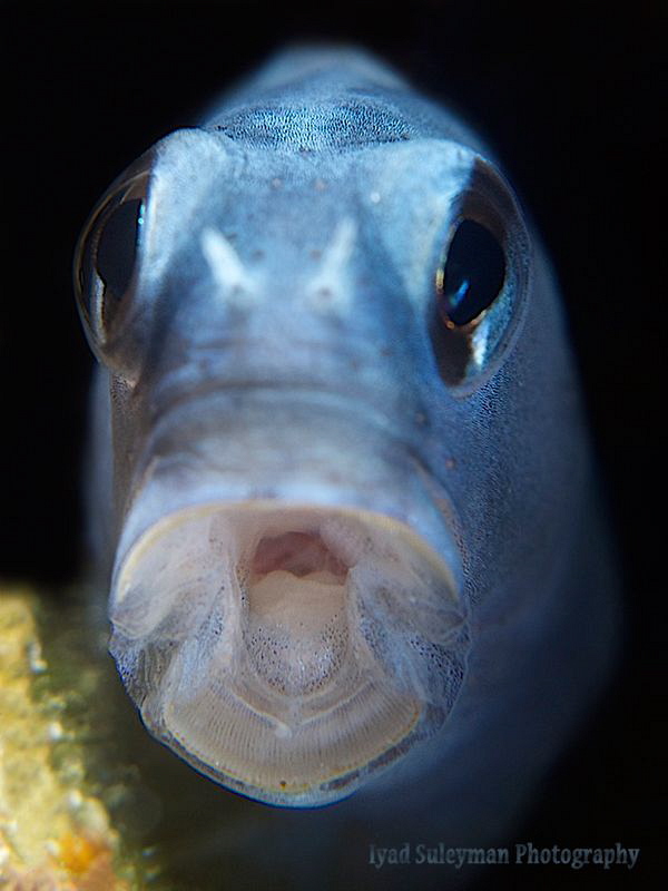 Say AHHH! :-0
Fringed Blenny by Iyad Suleyman 