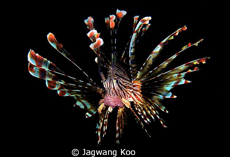 lion fish by Jagwang Koo 