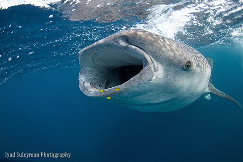Say AHHH! :-0 
Whale shark by Iyad Suleyman 