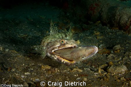 In Pompano Beach Florida diving the wreck United Caribbea... by Craig Dietrich 