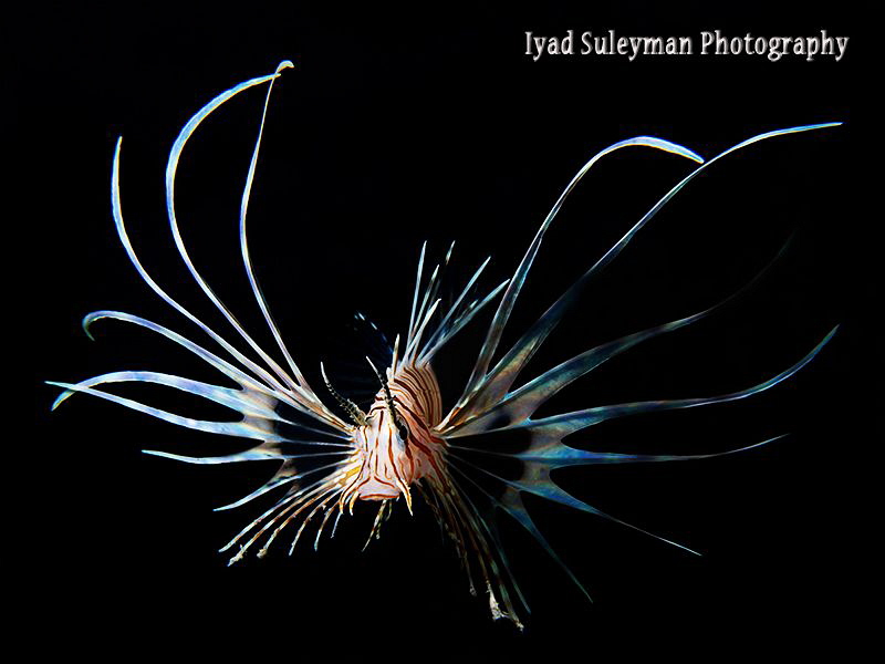 Juvenile lionfish  
(3 cm small) by Iyad Suleyman 