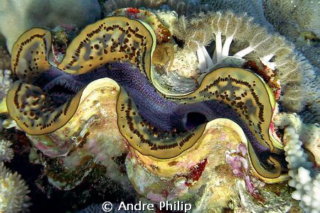 giant clam by Andre Philip 