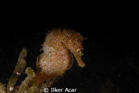 sea horse by Ilker Acar 
