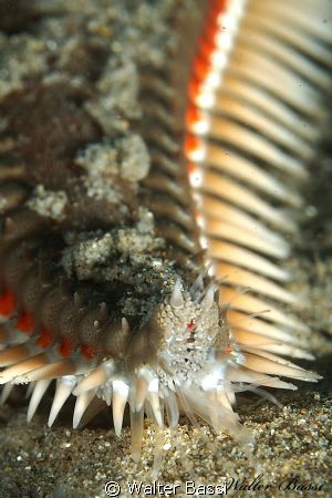 "finger" by sea stars by Walter Bassi 