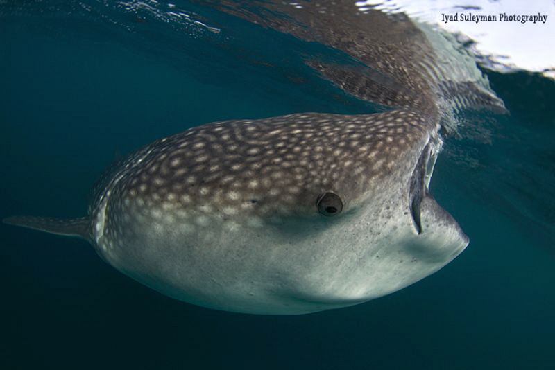Whale shark with reflection
(no strobes, ambient light) by Iyad Suleyman 
