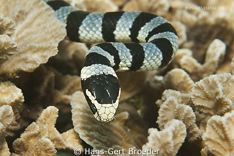 Seasnake
Bunaken Island, Sulawesi,Indonesia,
Nikon D 30... by Hans-Gert Broeder 