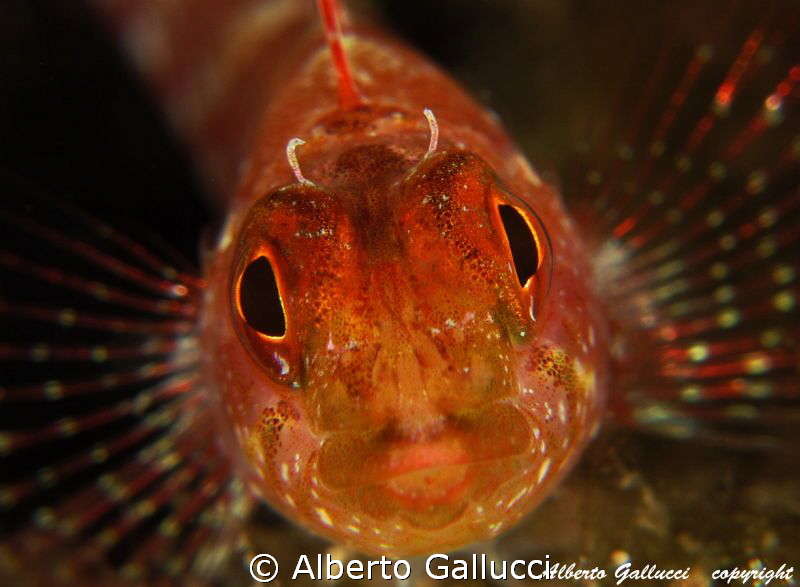 Into your eyes by Alberto Gallucci 
