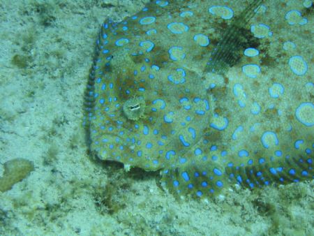 Peacock Flounder taken in Bonaire by Kelly N. Saunders 