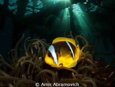 LIFE UNDER THE BRIDGH by Amir Abramovich 