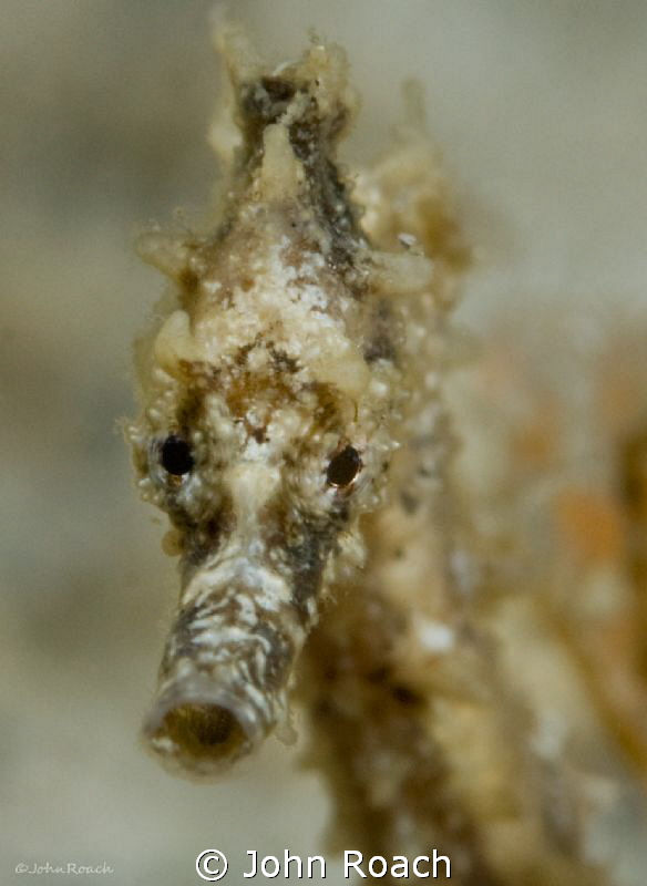 Juv. Hippocampus  only 1 inch long @ BHB by John Roach 