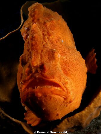 This little guy was so well comoflauged in his sponge tha... by Bernard Groenewald 