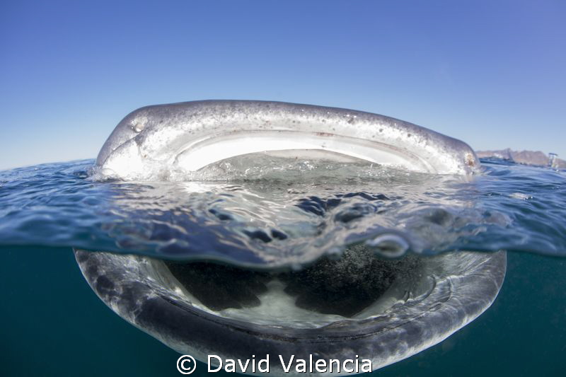A whale shark feeds at the surface in La Paz, Mexico. Wha... by David Valencia 