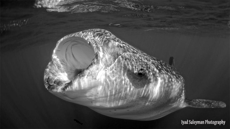 Whale shark 
(no strobes) by Iyad Suleyman 