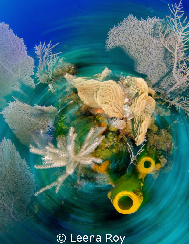 The whirl by Leena Roy 