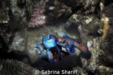 Mandarin mating by Sabrina Shariff 
