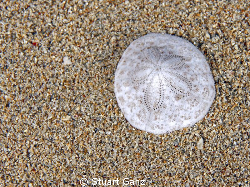 Sand Dollar by Stuart Ganz 