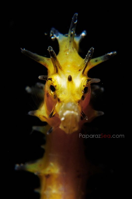 Sunny Side Up by Yagit Diver 