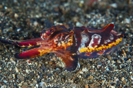 Flambouyant Cuttlefish by Todd Moseley 