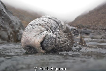 In a foggy day I was swimming at Guadalupe Island, I saw ... by Erick Higuera 