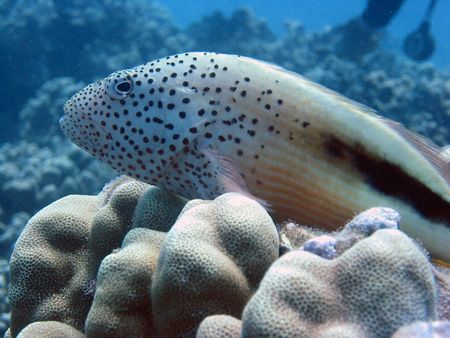 Hawkfish posing for the camera. Maui, Hawaii. by Lisa Lappe 