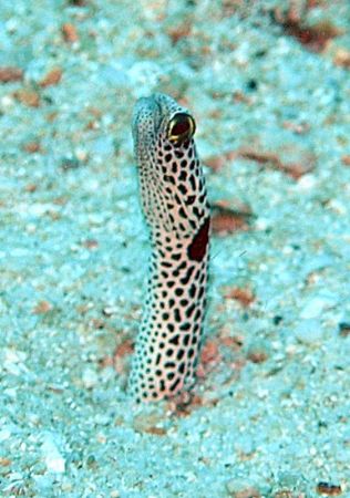 Sneaking up on the Spotted Garden Eel usually doesn't wor... by Jan Messersmith 