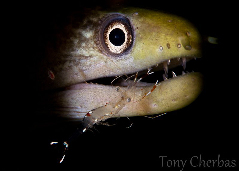 Dental Assistant by Tony Cherbas 